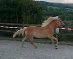 Chique haflinger jaarling merrie, Merrie