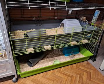Vakantie-opvang/oppas voor cavia's (en andere knaagdieren) beschikbaar voor biedingen