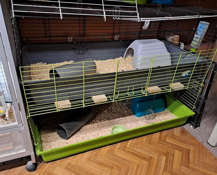 Vakantie-opvang/oppas voor cavia's (en andere knaagdieren), Dieren en Toebehoren, Knaagdieren, Meerdere dieren, Cavia, Juli