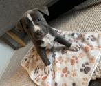 Prachtige Amerikaanse Stafford pups, Dieren en Toebehoren, Parvo, België, 8 tot 15 weken, American Staffordshire Terriër