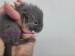 2 nouveaux-nés chinchillas chocolats (rarissimes), Dieren en Toebehoren, Knaagdieren, Chinchilla, Augustus, Mannelijk, Tam