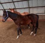 Jaarling hengst, Dieren en Toebehoren, Paarden, Springpaard, Minder dan 160 cm, Niet van toepassing, 0 tot 2 jaar