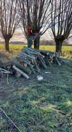 Knotten van knotwilgen, Tuin en Terras, Ophalen, Takken