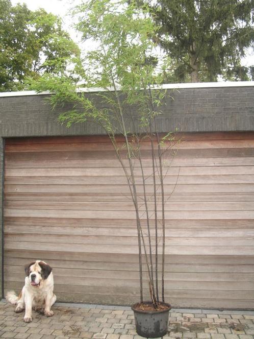 Zwarte bamboe, Phyllostachys nigra, wintergroen, Jardin & Terrasse, Plantes | Jardin, Enlèvement ou Envoi