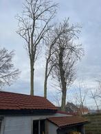Bomen omdoen voor het hout, Tuin en Terras, 3 tot 6 m³, Ophalen, Beukenhout, Stammen