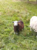Herdwick ramlam, Dieren en Toebehoren, Schapen, Geiten en Varkens