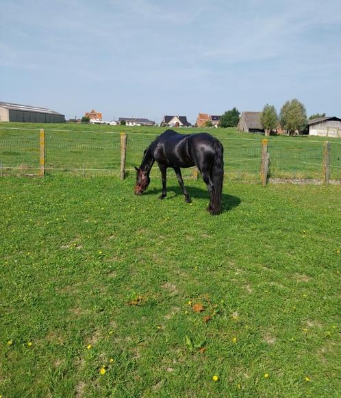 Paard 10 jarige merrie, Dieren en Toebehoren, Paarden, Merrie, B, 160 tot 165 cm, 7 tot 10 jaar, Dressuurpaard, Ontwormd