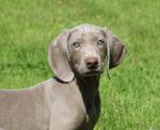 Weimaraner pups, Dieren en Toebehoren, Honden | Setters en Staande honden, België, CDV (hondenziekte), 8 tot 15 weken, Meerdere