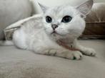Britse korthaar, Poes, Ontwormd, 0 tot 2 jaar