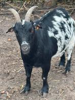 Dwerggeit, Dieren en Toebehoren