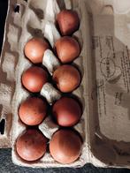 Marans broedeieren., Dieren en Toebehoren