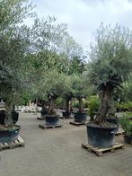 Olijfbomen, Tuin en Terras, Planten | Bomen, Olijfboom, 250 tot 400 cm, Zomer, Ophalen