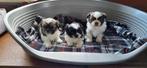 Shih Tzu pups, België, CDV (hondenziekte), 8 tot 15 weken, Meerdere