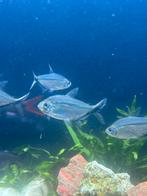 Tetra’s, Dieren en Toebehoren