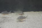 Corydora sterbai (9 STUKS!!), Vis, Zoetwatervis, Schoolvis