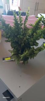 Exo terra boston fern medium, Ophalen of Verzenden, Nieuw, Tak, Plant, Rots of Steen