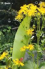 Zonnekroon (Silphium perfoliatum), Tuin en Terras, Bloembollen en Zaden, Ophalen