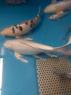 Japanse kois, Dieren en Toebehoren