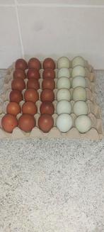 Eieren, Dieren en Toebehoren, Ophalen, Zo goed als nieuw