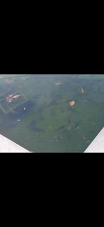 Gratis vijvervissen, Dieren en Toebehoren, Vissen | Vijvervissen