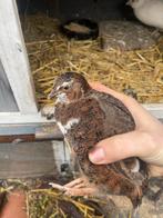 Japanse Kwartels, Dieren en Toebehoren, Pluimvee