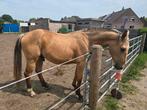 Nieuwsgierige hengst zoekt nieuw 5*huisje, Dieren en Toebehoren, Paarden, Met stamboom, Springpaard, 0 tot 2 jaar, Hengst