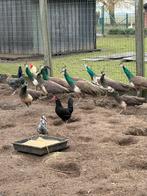 Jonge blauwe pauwen (M&V), Dieren en Toebehoren, Pluimvee