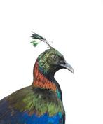 Gezocht: overleden vogels