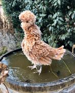 Padua krulveer krielkippen jonge hennen beschikbaar, Femelle, Poule ou poulet