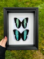 Morpho Achilles in zwarte kader, Ophalen of Verzenden, Nieuw, Insect, Opgezet dier