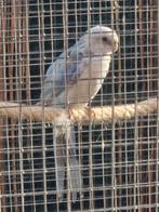 Rosella masculine 25, Mâle, Perruche, Bagué