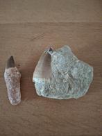 Tanden mossasaurus, Verzamelen, Mineralen en Fossielen, Ophalen, Fossiel