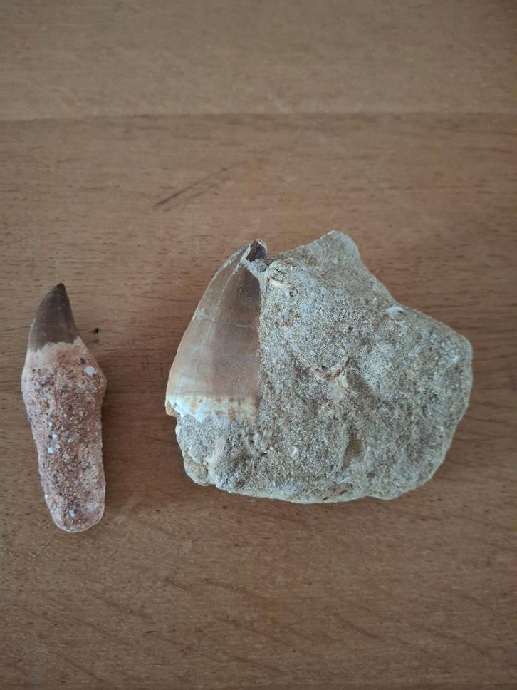 Tanden mossasaurus, Verzamelen, Mineralen en Fossielen, Fossiel, Ophalen