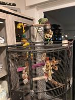 Tamme alexander parkiet coco, Dieren en Toebehoren, Vrouwelijk, Papegaai, Pratend