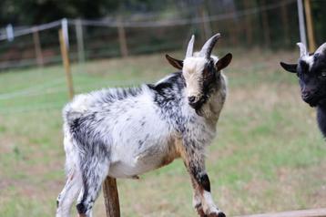 Dwerggeiten beschikbaar voor biedingen