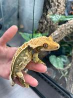Wimpergekko man Avery, Dieren en Toebehoren, Reptielen en Amfibieën