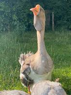 3 Cholmogory ganzen, Dieren en Toebehoren, Pluimvee, Meerdere dieren, Gans of Zwaan
