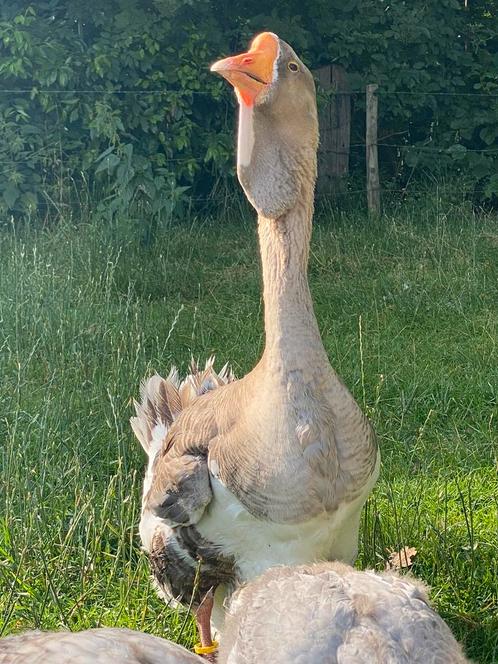 3 Cholmogory ganzen, Dieren en Toebehoren, Pluimvee, Gans of Zwaan, Meerdere dieren