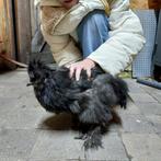Zijdehoen haantje geboren 15 augustus., Dieren en Toebehoren