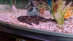 Pleco