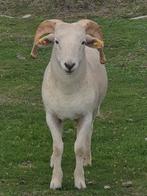 schaap, Mannelijk, Schaap, 0 tot 2 jaar