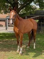 Lieve allround 6 jarige merrie, B, 165 à 170 cm, Avec pedigree, Jument