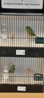 Forpus Conspicillatus