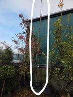 Salix alba 12/14, Tuin en Terras, Ophalen