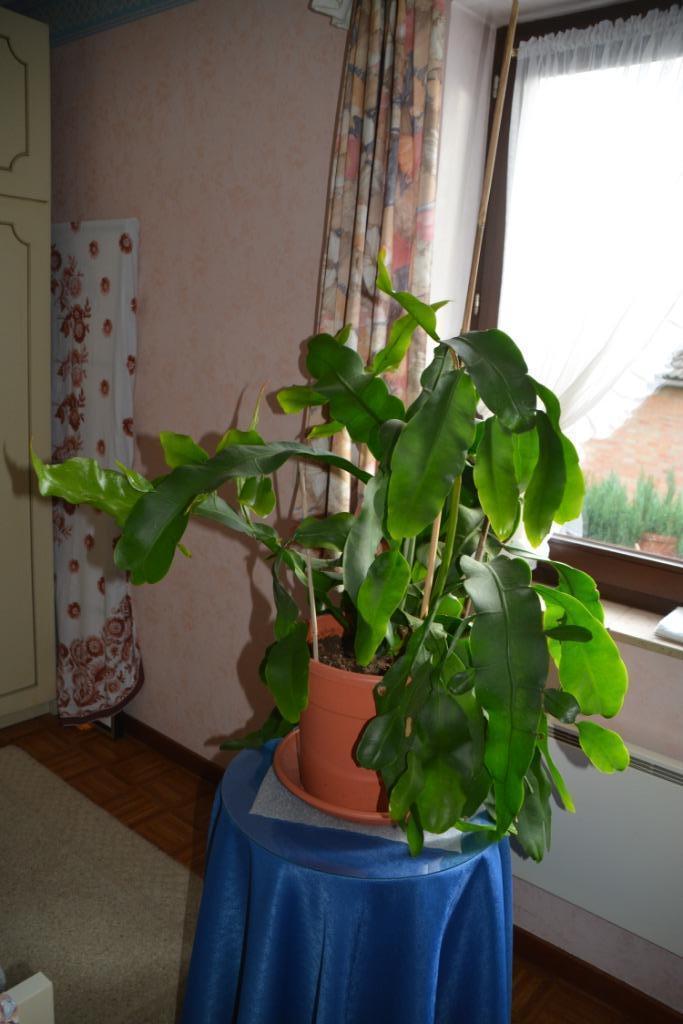 Epiphyllum bladcactus (avondschone), Huis en Inrichting, Kamerplanten, Cactus, 150 tot 200 cm, Bloeiende kamerplant, Halfschaduw