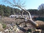 Bomen veilig en netjes vellen of snoeien voor brandhout, Tuin en Terras, Brandhout, Stammen, Ophalen