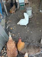 Opal lavender legbar 2 hennen, Dieren en Toebehoren, Pluimvee, Vrouwelijk