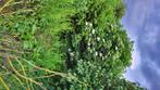 Vlierstruik, Tuin en Terras, Volle zon, Vaste plant, Zomer, Ophalen
