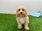 Maltipoo pups, België, 8 tot 15 weken, CDV (hondenziekte), Meerdere