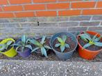 Kleine agave's 5 euro per stuk, Tuin en Terras, Ophalen